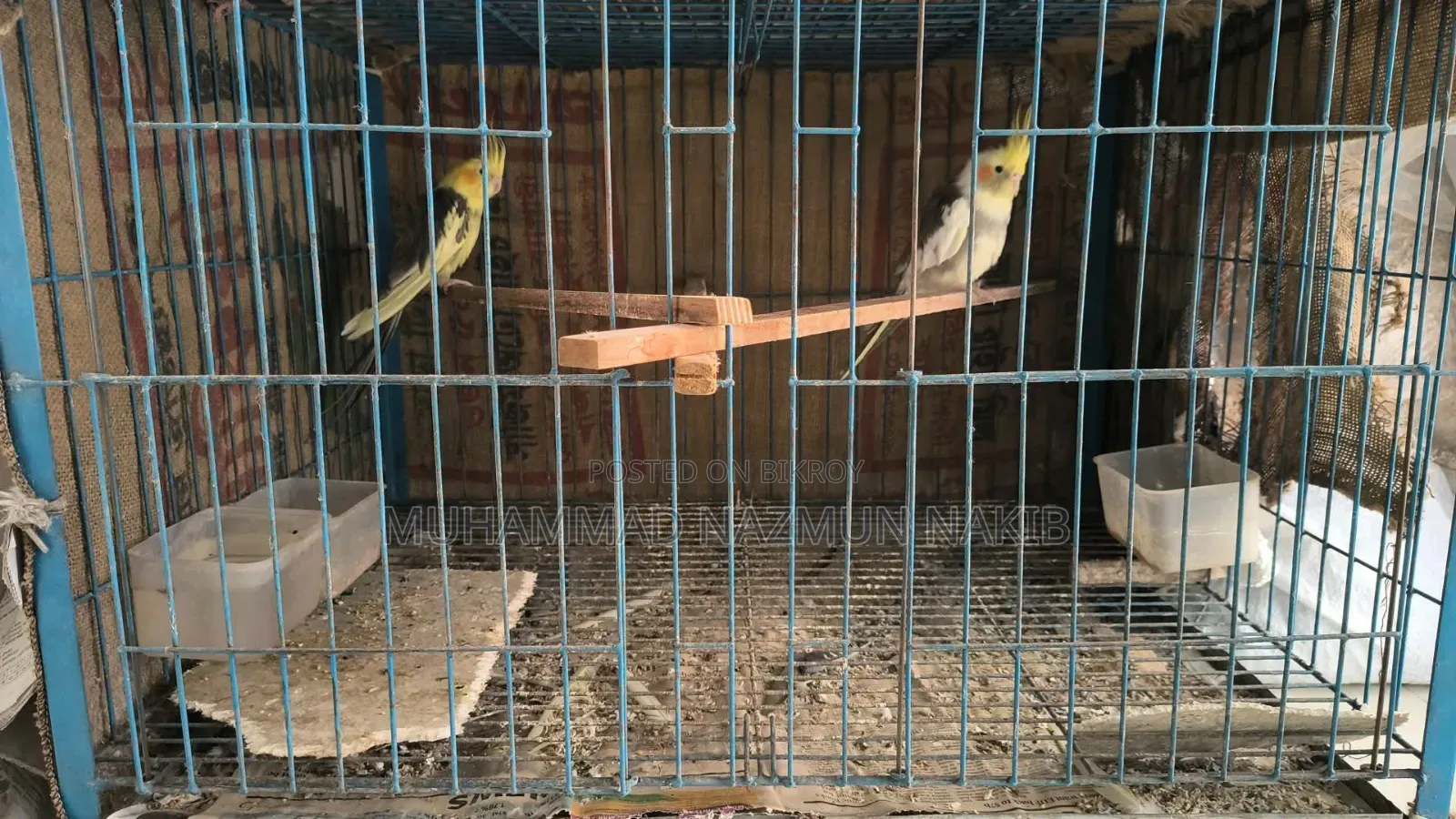 ককাটেল ফিমেল