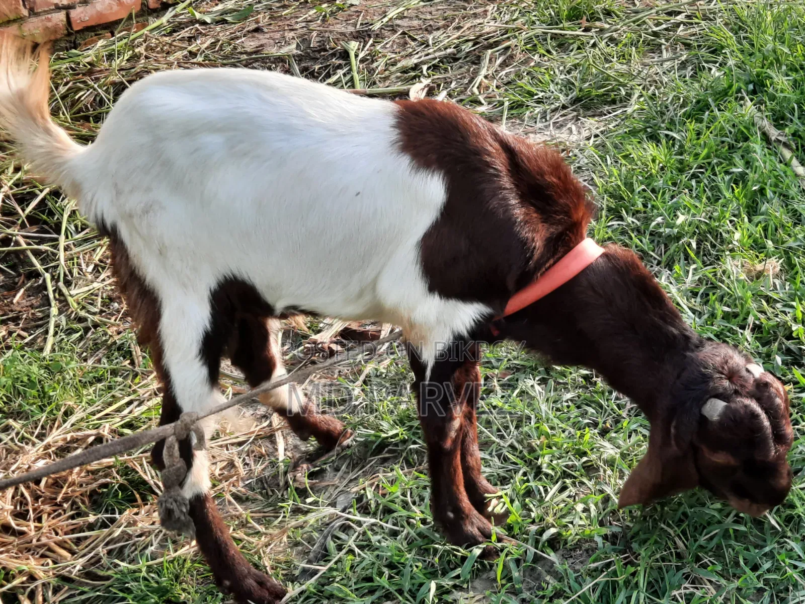 উন্নত মানের ছাগল বিক্রয় হবে