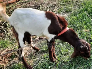 উন্নত মানের ছাগল বিক্রয় হবে