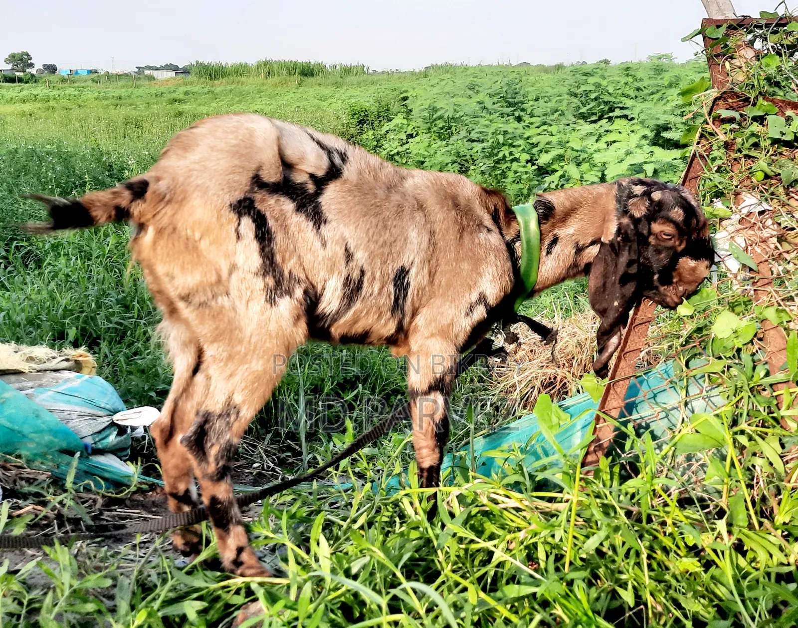 উন্নত মানের ছাগল বিক্রয় হবে