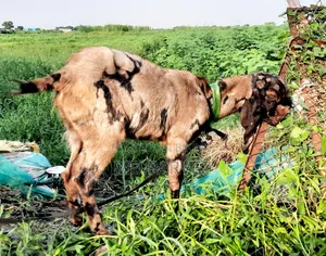 উন্নত মানের ছাগল বিক্রয় হবে