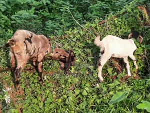 উন্নত মানের ছাগল বিক্রয় হবে
