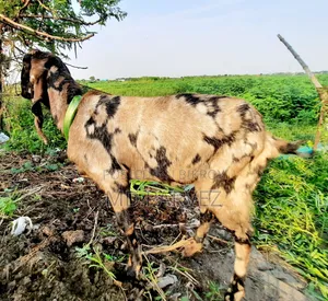 উন্নত মানের ছাগল বিক্রয় হবে