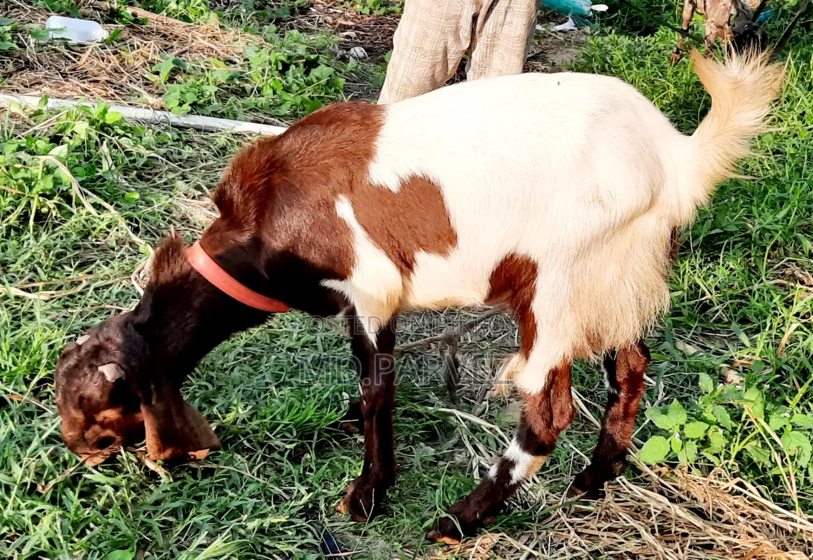 উন্নত মানের ছাগল বিক্রয় হবে