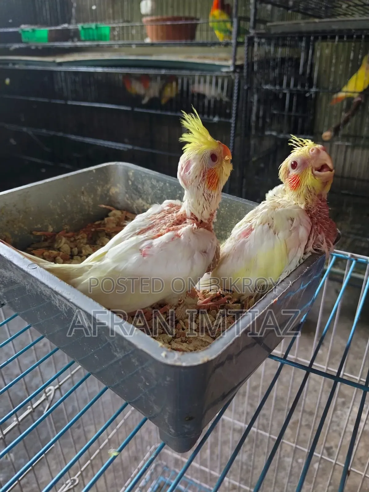 Lutino Cockatiel