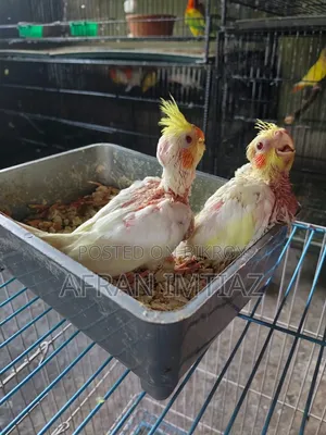 Lutino Cockatiel