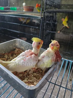 Lutino Cockatiel