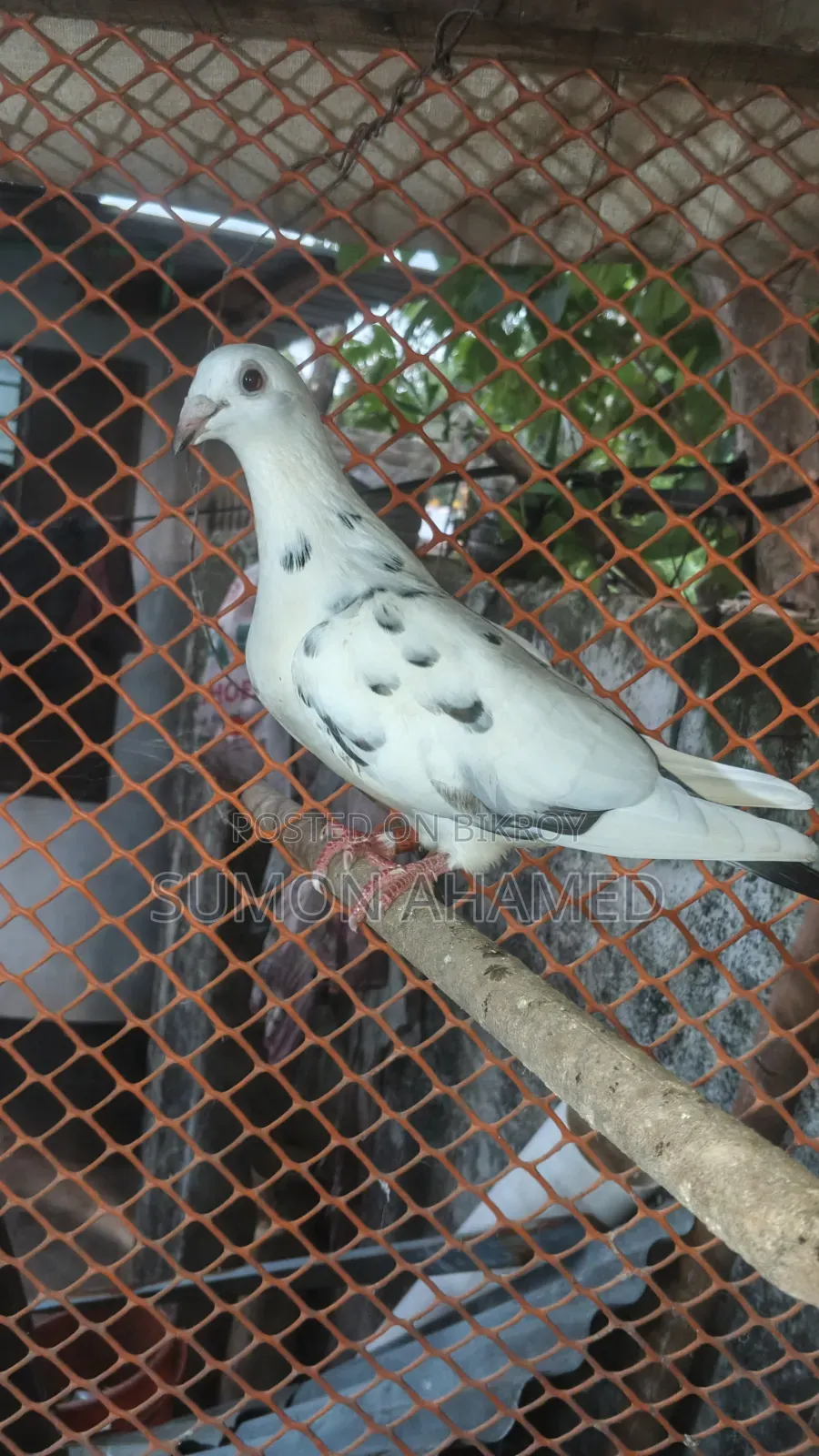 গ্রীজেল কবুতর