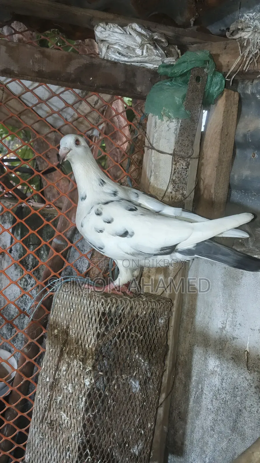 গ্রীজেল কবুতর