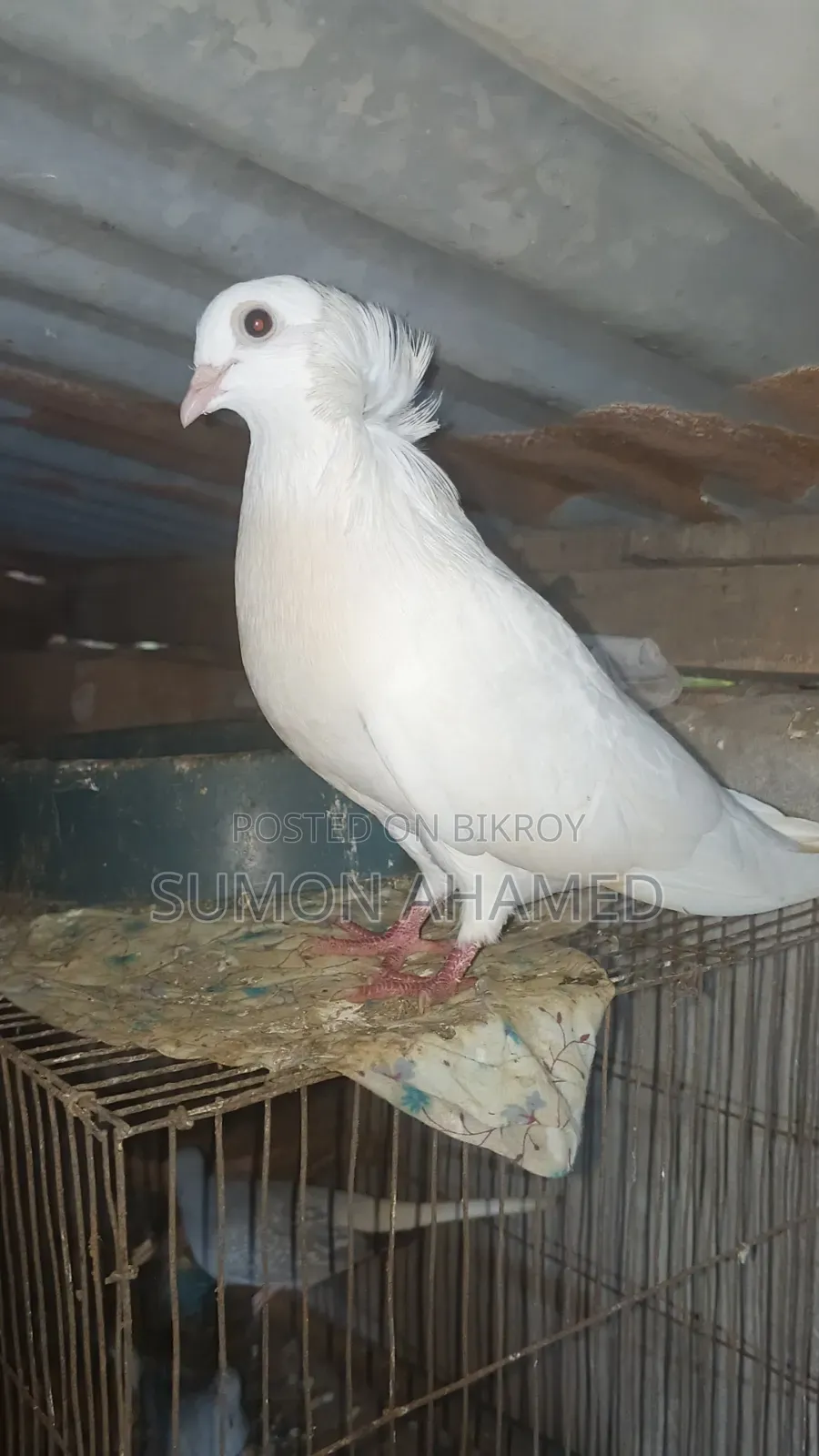 গ্রীজেল কবুতর