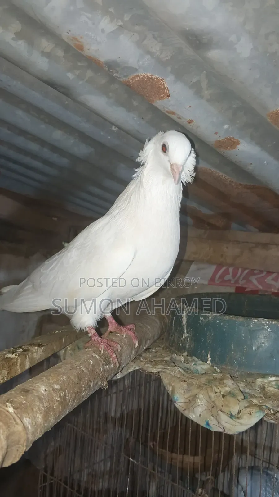 গ্রীজেল কবুতর
