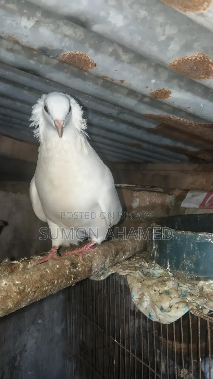 গ্রীজেল কবুতর