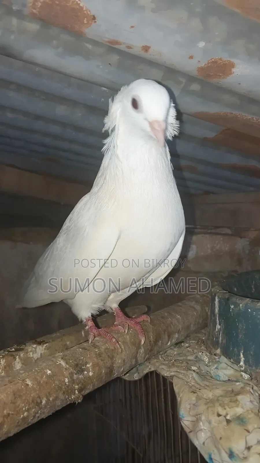 গ্রীজেল কবুতর