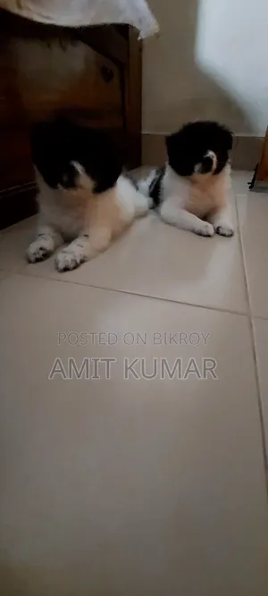 ১-৩ মাস বয়সী পুরুষ বিশুদ্ধ ফিনিশ ল্যাপহুন্ড