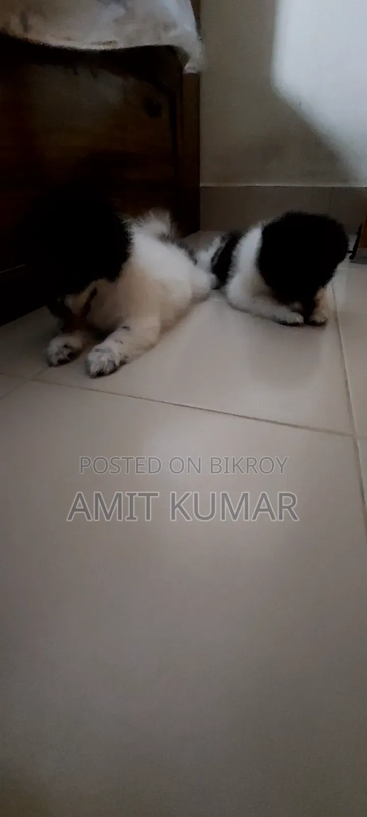 1-3 Months Male Purebred Finnish Lapphund