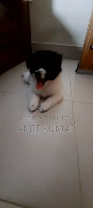 1-3 Months Male Purebred Finnish Lapphund