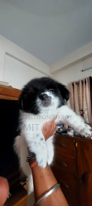 1-3 Months Male Purebred Finnish Lapphund