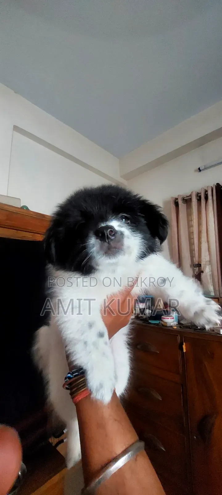 1-3 Months Male Purebred Finnish Lapphund