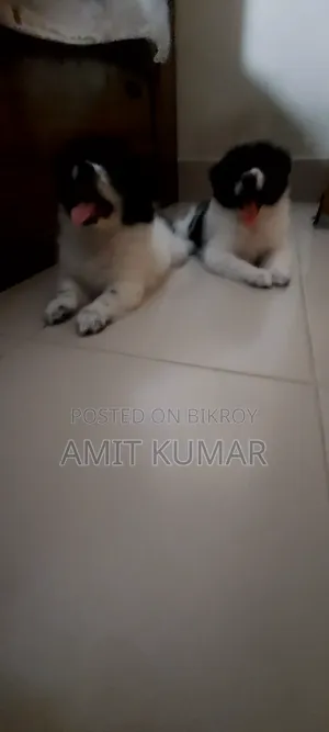 1-3 Months Male Purebred Finnish Lapphund