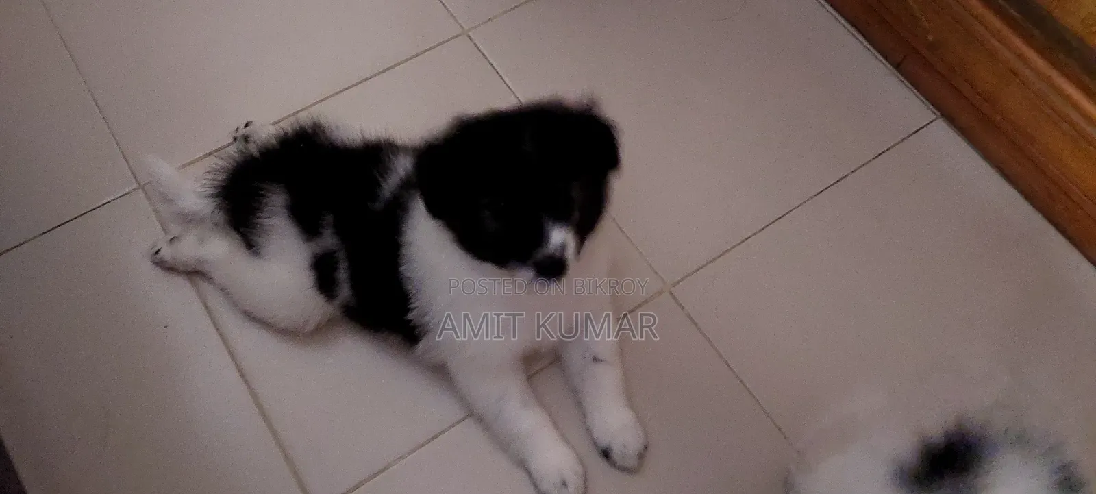 1-3 Months Male Purebred Finnish Lapphund