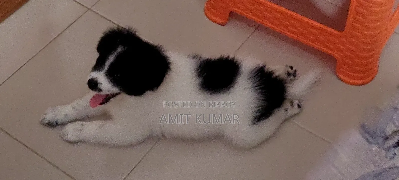 1-3 Months Male Purebred Finnish Lapphund