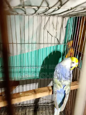প্রাপ্তবয়স্ক পুরুষ বাজরিগার রেইনবো টাইপ