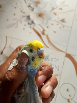 প্রাপ্তবয়স্ক পুরুষ বাজরিগার রেইনবো টাইপ