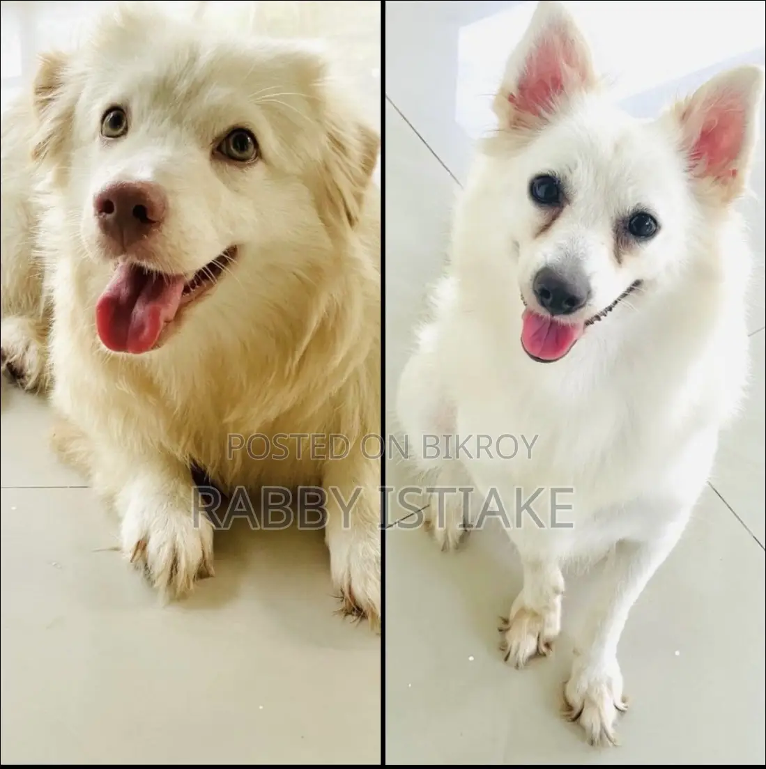 3-6 months Female Purebred Japanese Spitz
