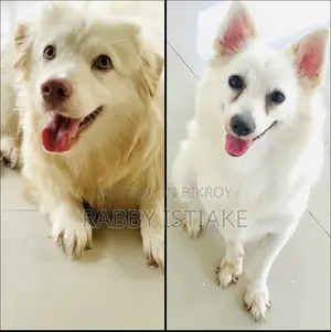 ৩-৬ মাস বয়সী স্ত্রী পিওরব্রেড জাপানিজ স্পিটজ