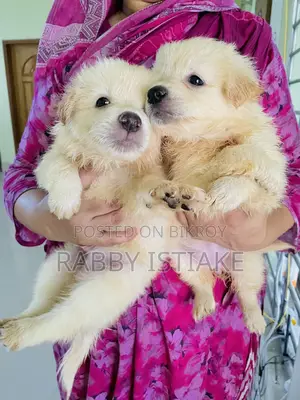 3-6 months Female Purebred Japanese Spitz