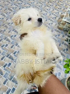3-6 months Female Purebred Japanese Spitz