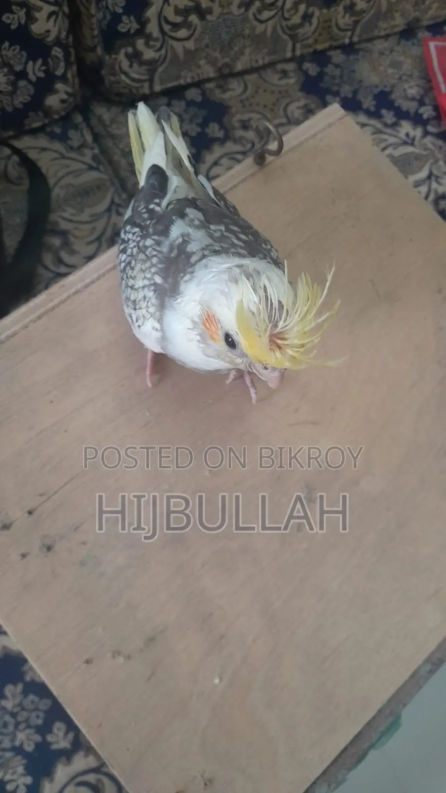 ককাটেল পাখি