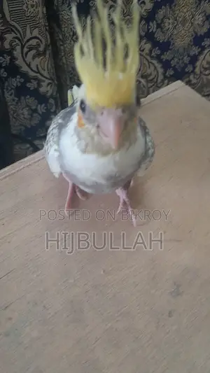 ককাটেল পাখি