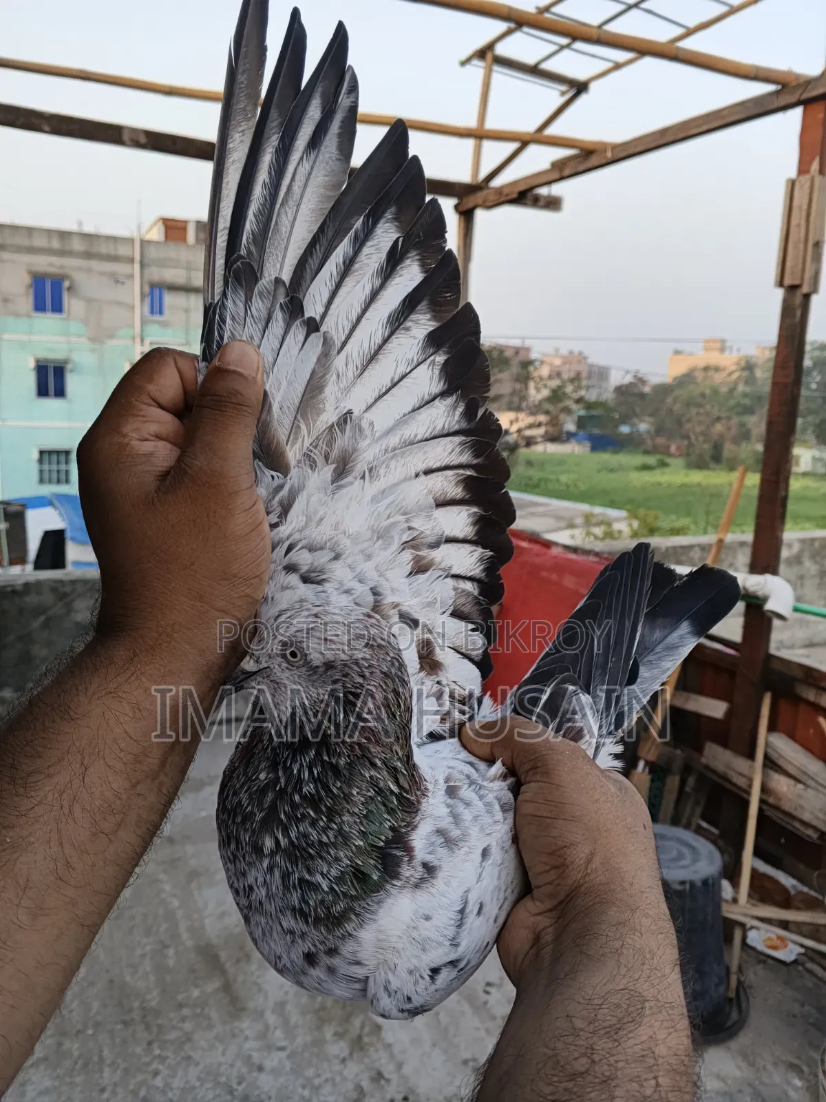 Red Pattu Pigeon