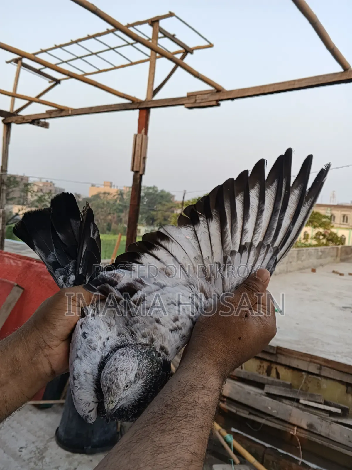 Red Pattu Pigeon