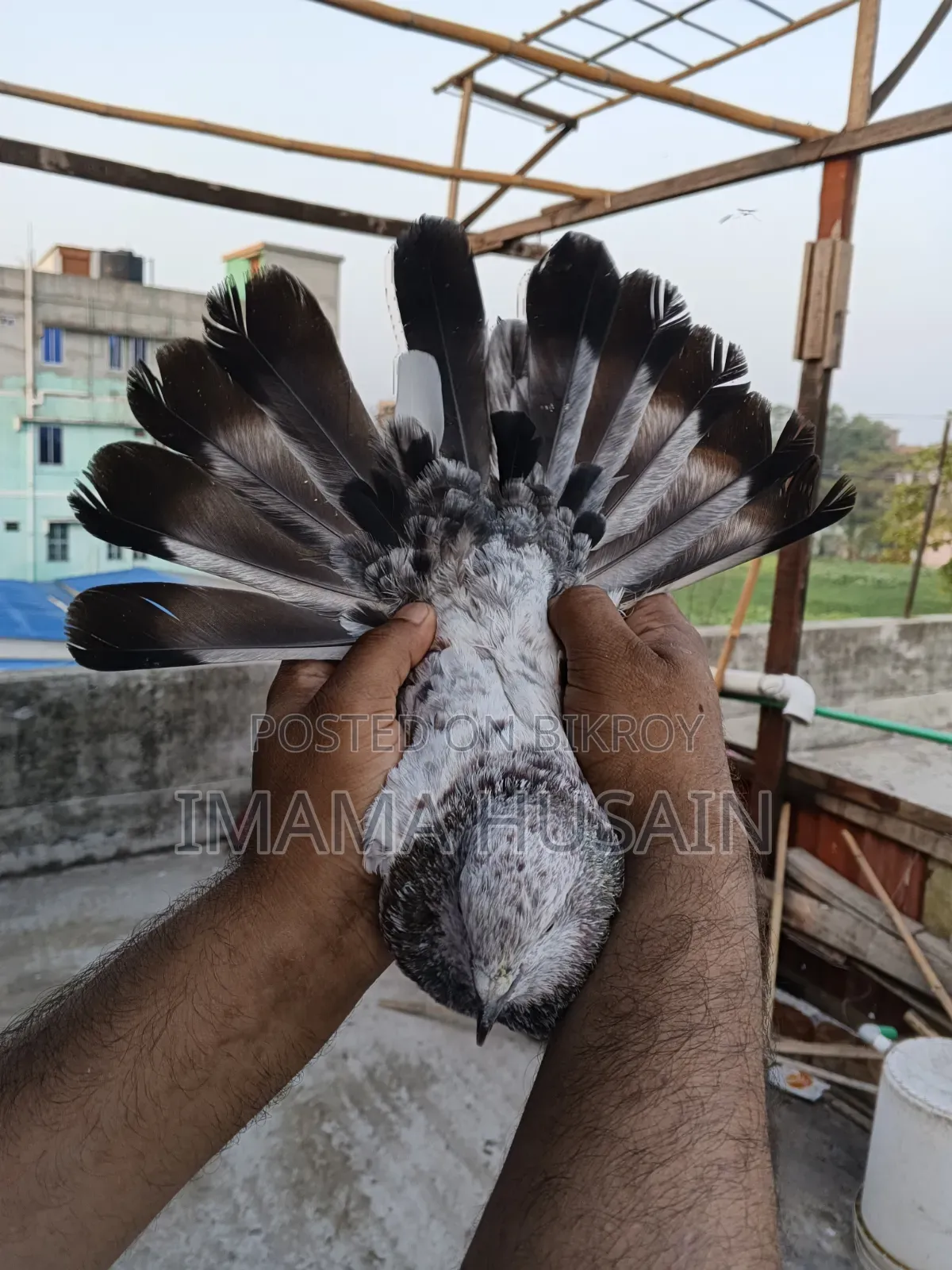 Red Pattu Pigeon
