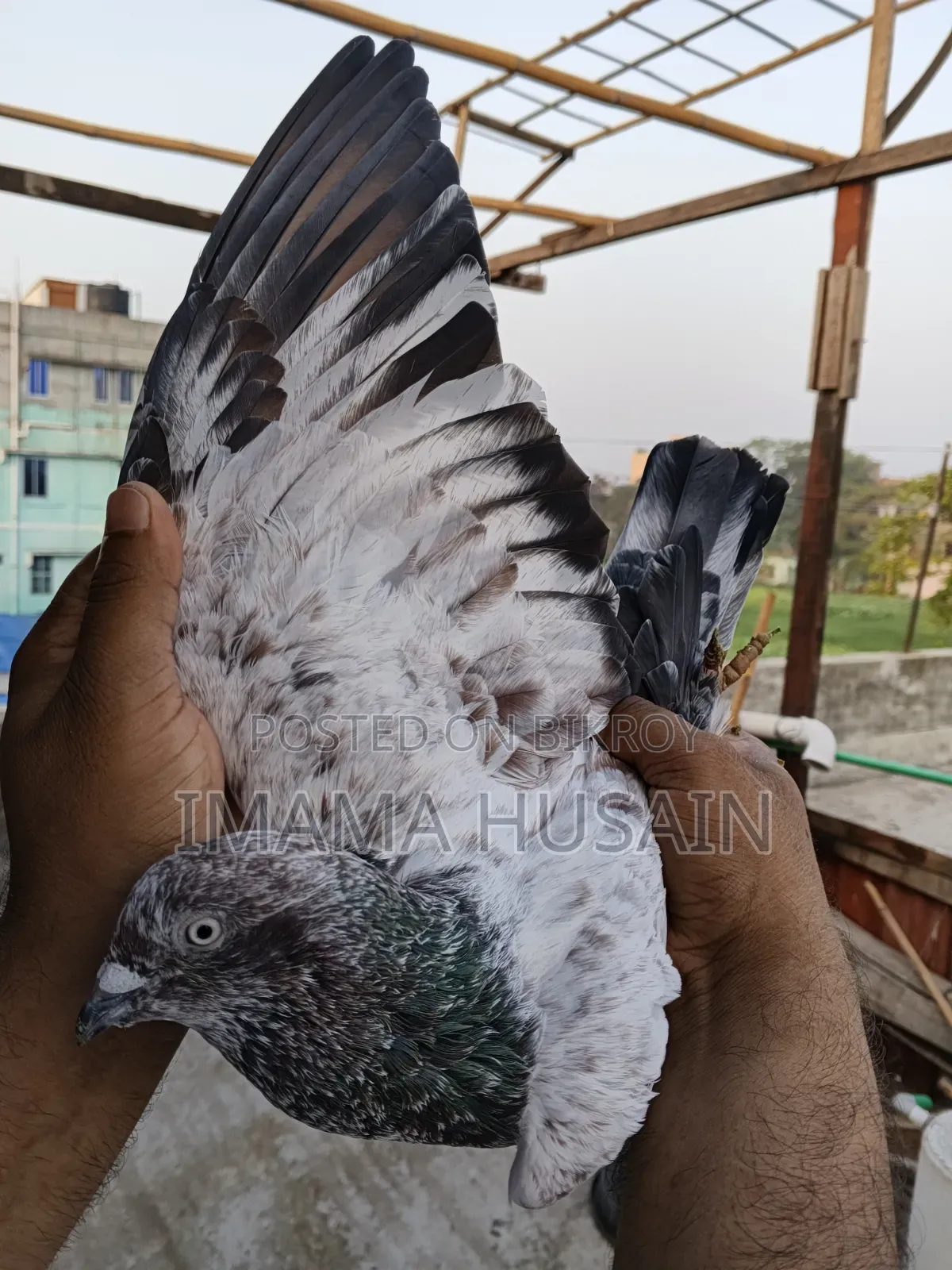 Red Pattu Pigeon