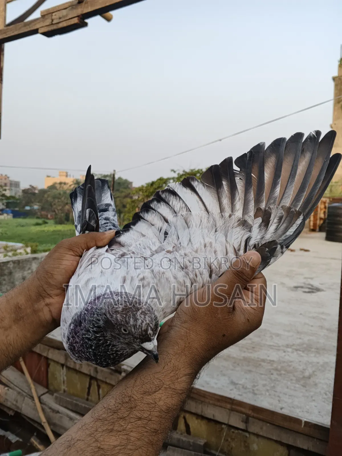 Red Pattu Pigeon