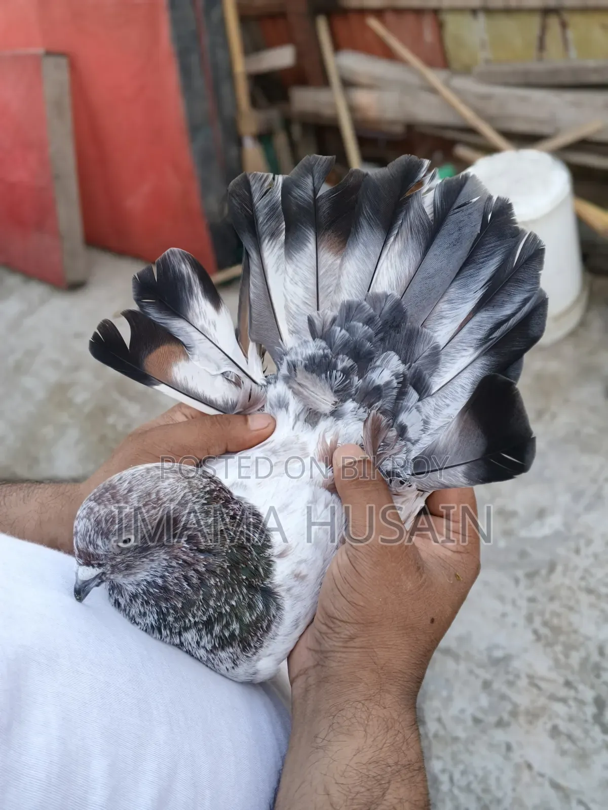 Red Pattu Pigeon