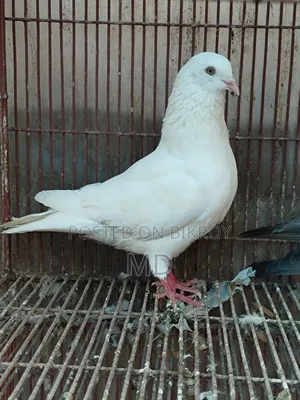 Pigeons for sale