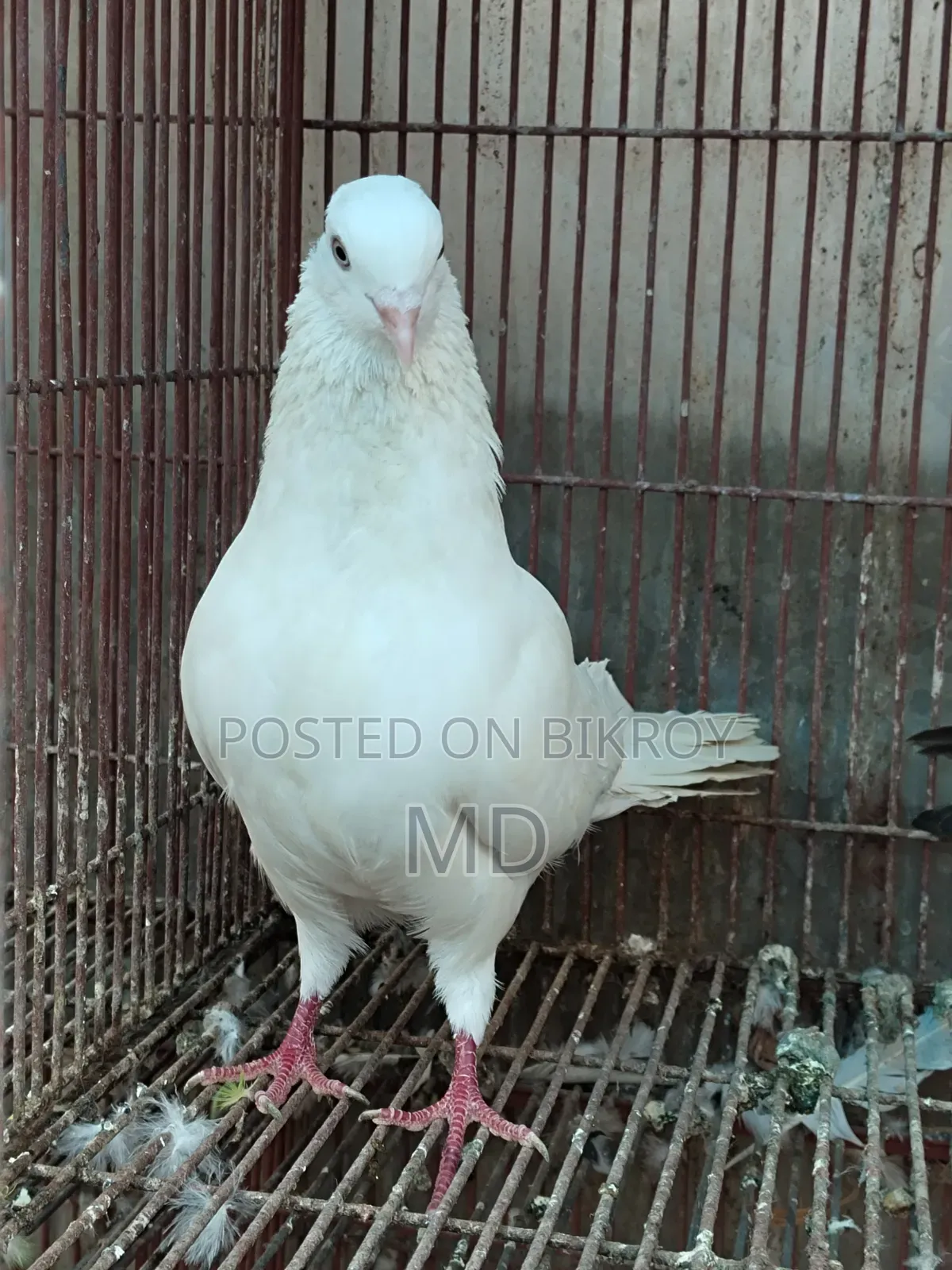 Pigeons for sale