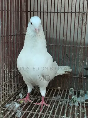 Pigeons for sale