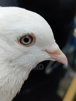 Pigeons for sale