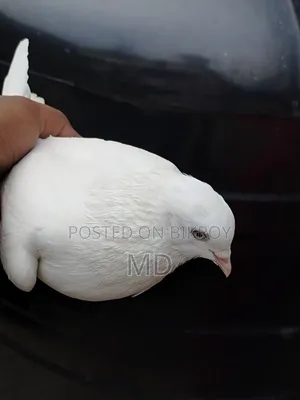 Pigeons for sale