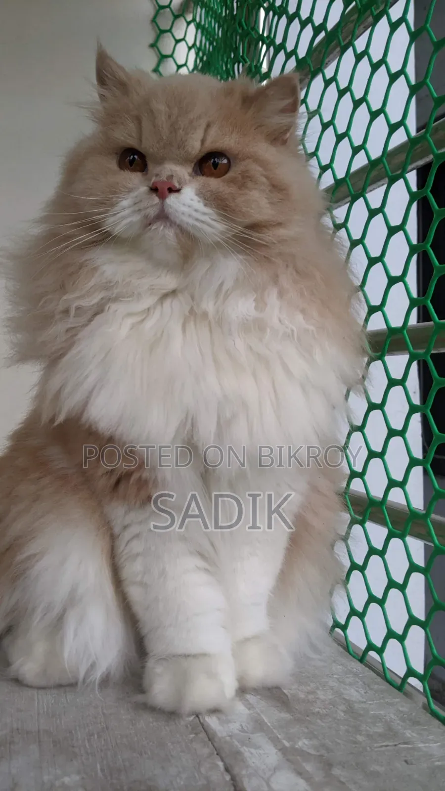 1+ Year Female Purebred Persian Cat