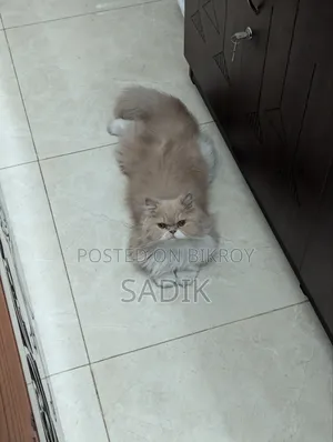 1+ Year Female Purebred Persian Cat