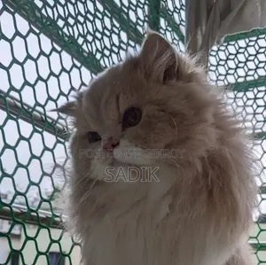 1+ Year Female Purebred Persian Cat