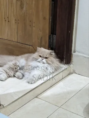1+ Year Female Purebred Persian Cat