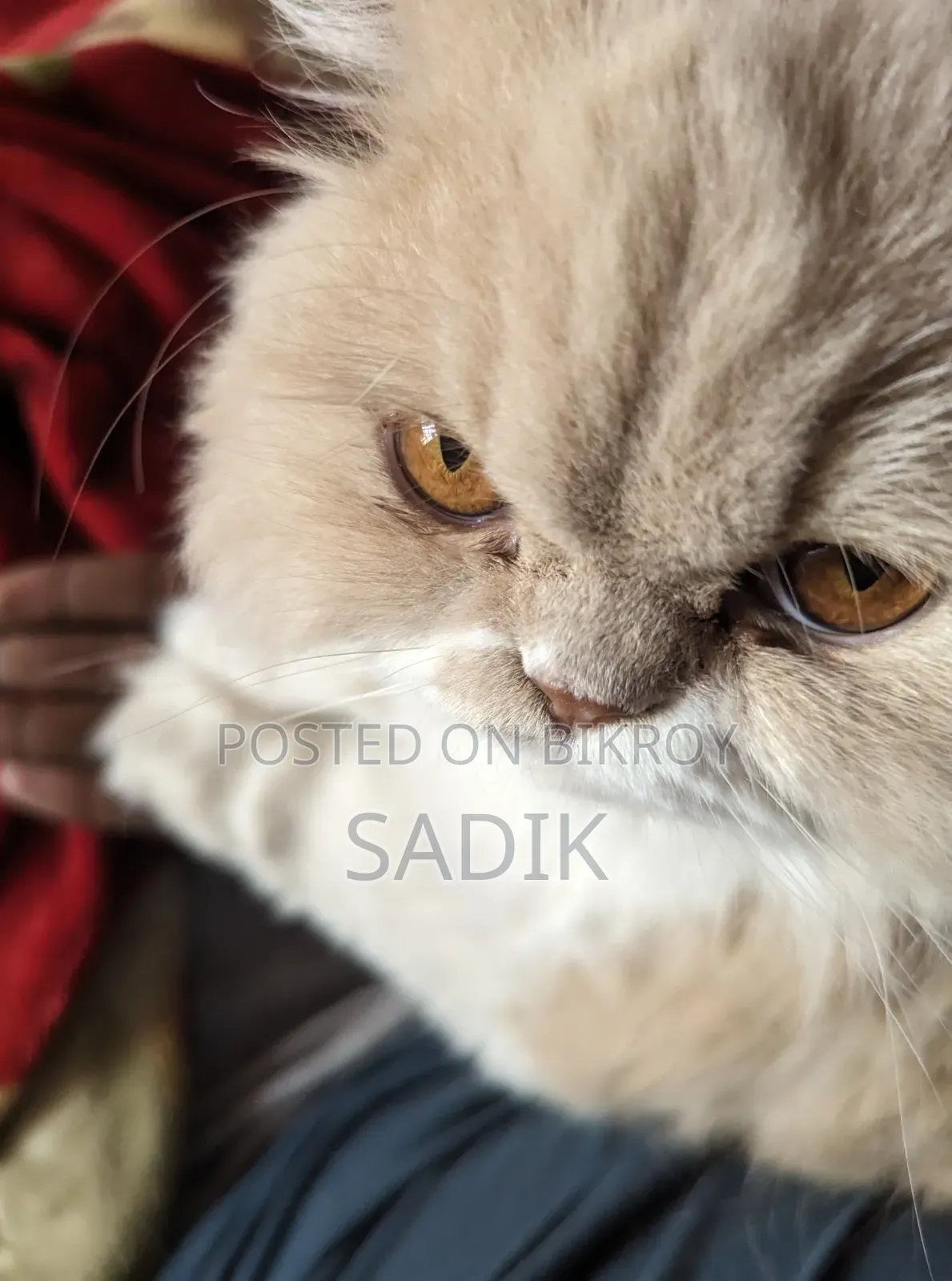 1+ Year Female Purebred Persian Cat