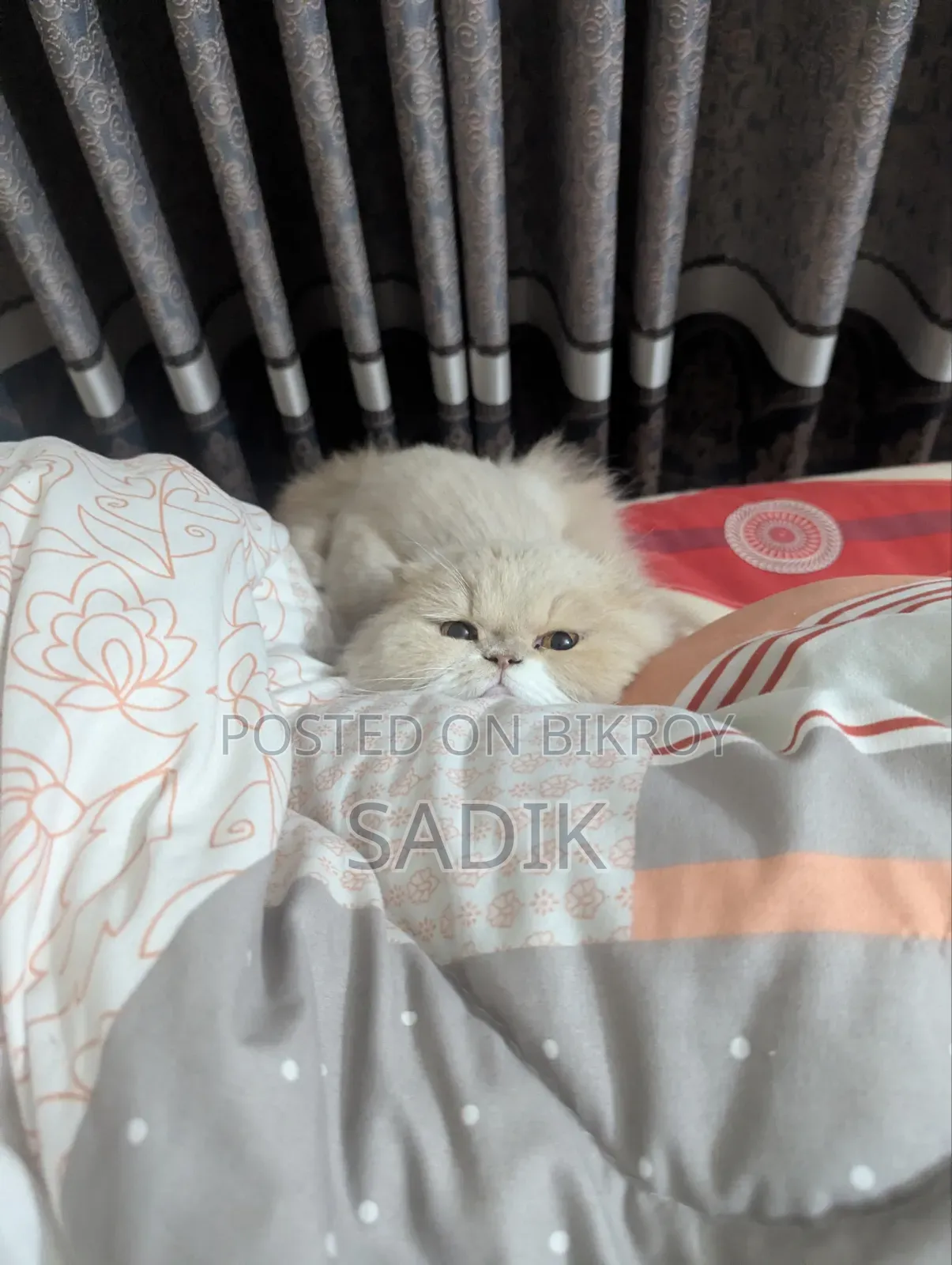 1+ Year Female Purebred Persian Cat